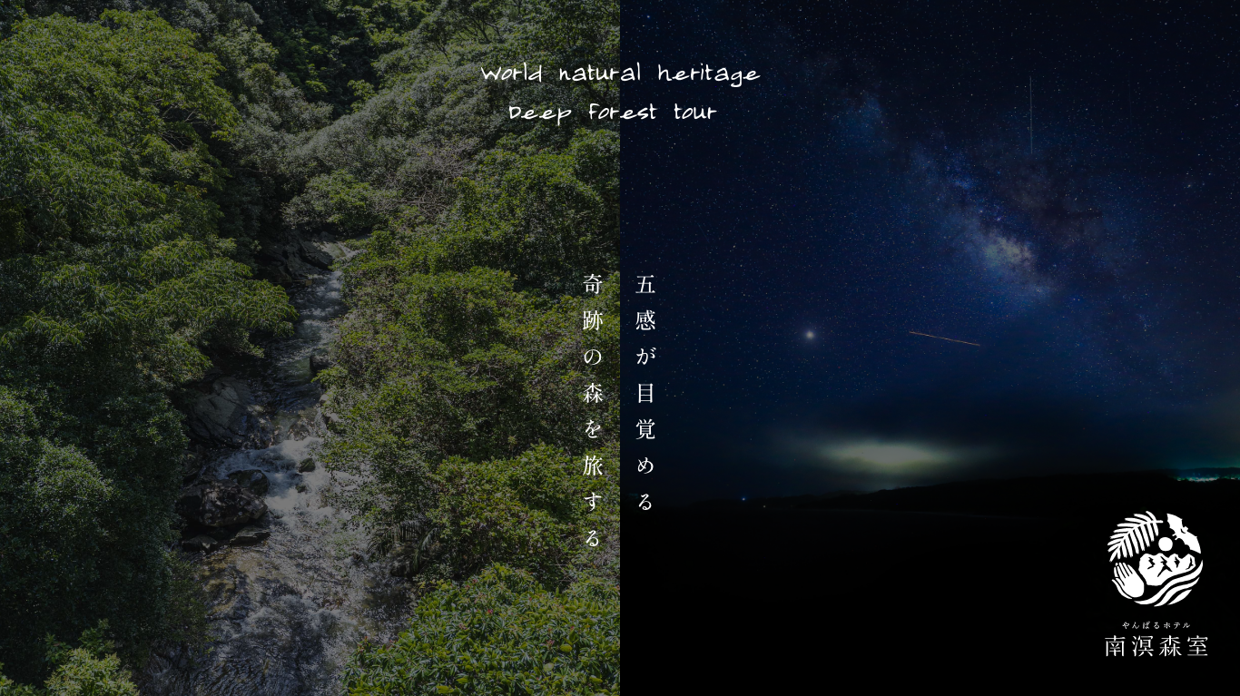 World natural heritage Deep forest tour - 【公式】やんばるホテル南